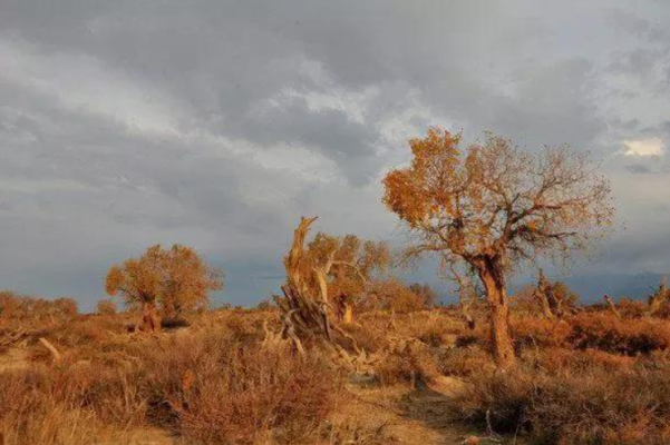 《胡楊一樣的生命》