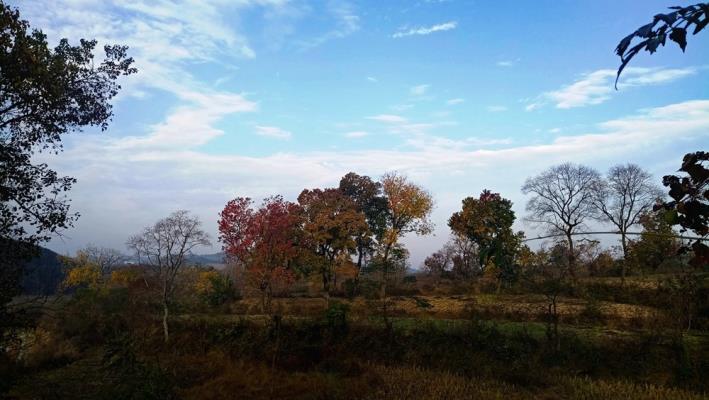 大悟四姑鎮紅楓葉景區