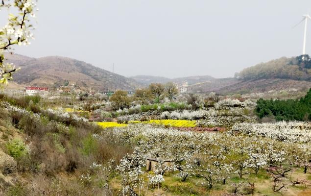 郝家圩桃李春風甲天下