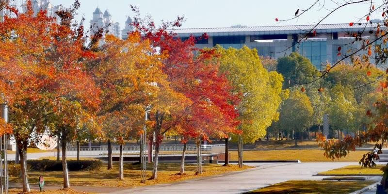 深秋淮南隨處有彩