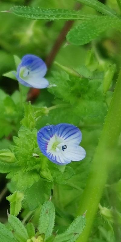 路邊的野花（這什么花？）