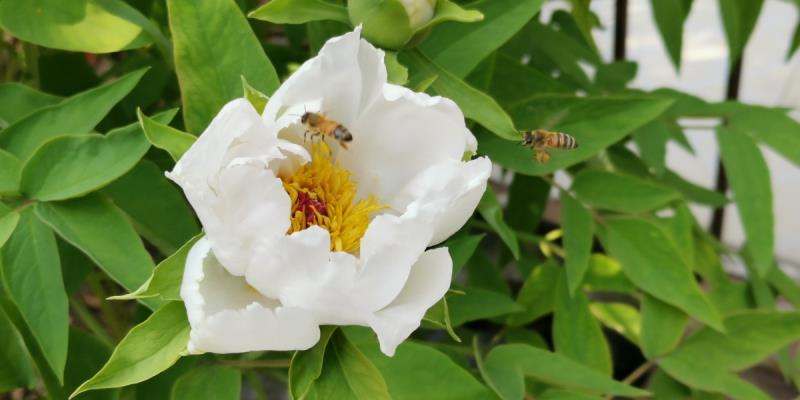 獻給為戰勝疫情而忙碌的白衣天使