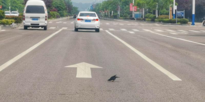 小鳥信步淮河大道