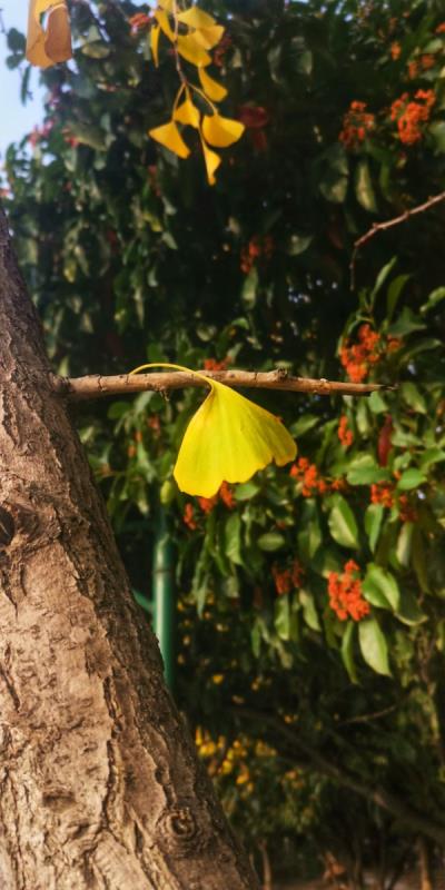 淮南體育文化中心廣場拾秋