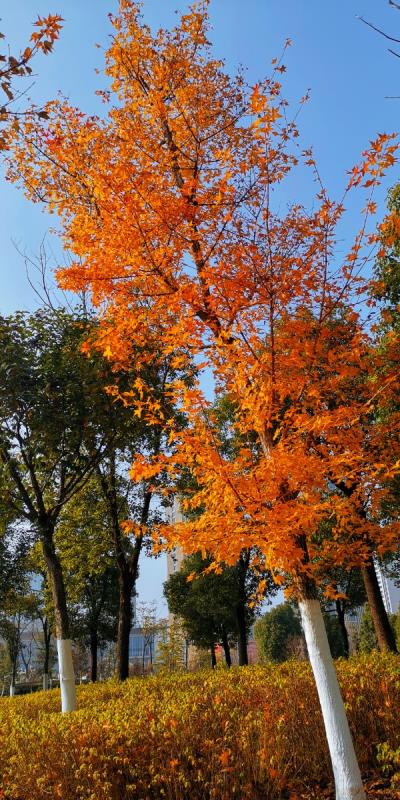 山南秋冬的感覺