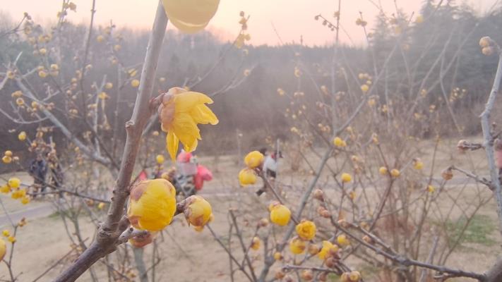 梅花綻放迎春來