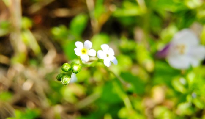 “我是一顆無名的小草”