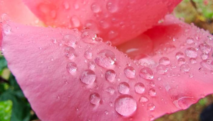 午看紅濕處 花重智慧谷