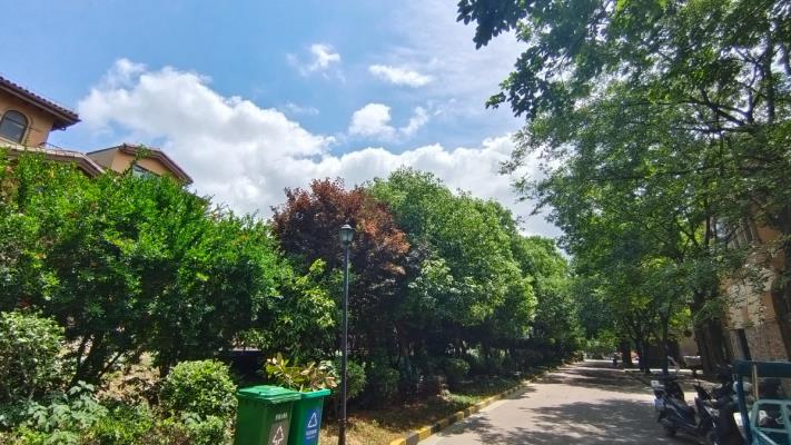 炎炎烈日綠陰在