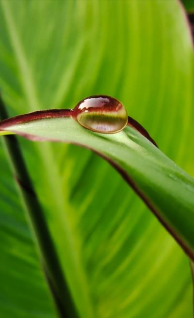 晨練隨拍露珠問候早安！