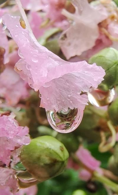 秋的信息～雨珠