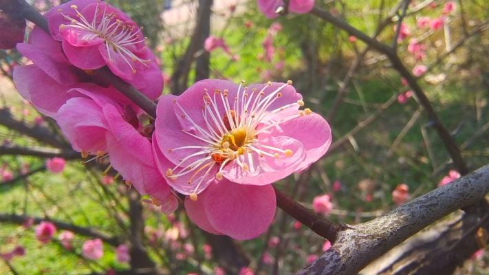 梅花綻放迎春