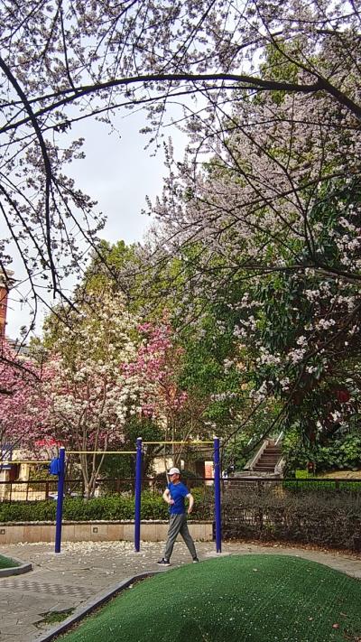 淮南進(jìn)入拍花季