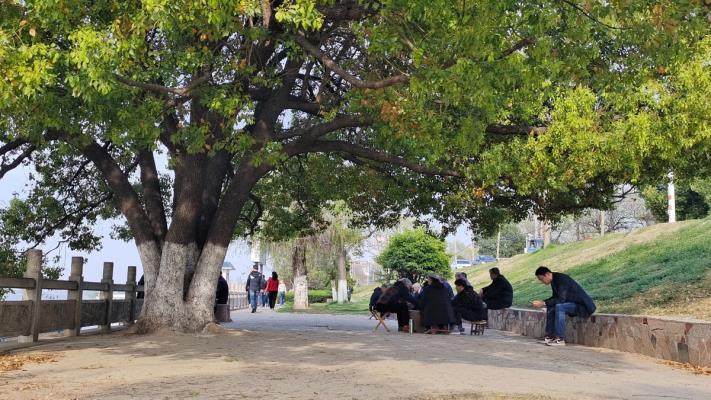 淮上渡口春意盎然