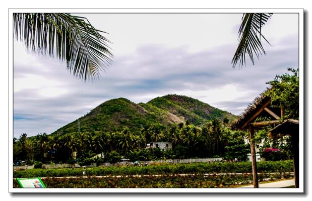 三亞亞龍灣國際玫瑰谷(二)