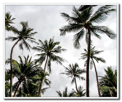 三亞椰田古賽隨拍（二）