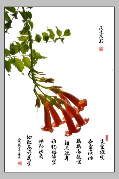畫意攝影(凌霄花)