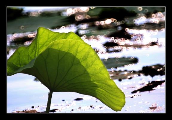 試拍荷花甜圈片