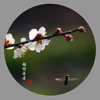 梅間舞者