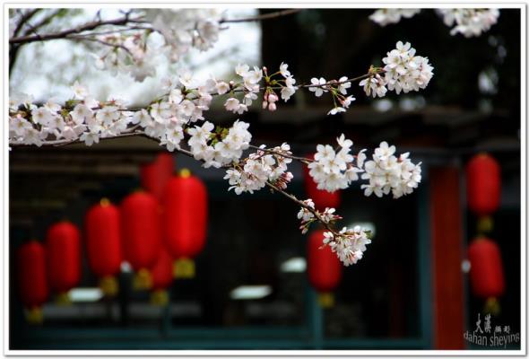 櫻花怒放朦朧中