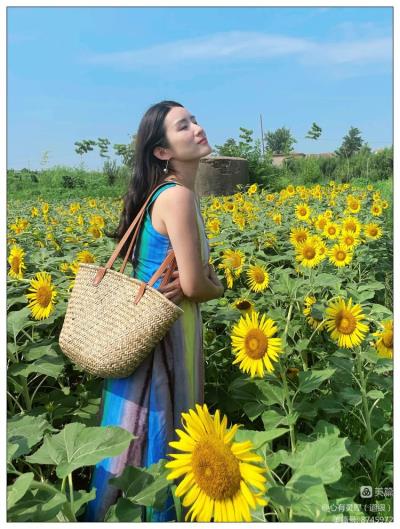 道銀 | 沈巷村向日葵園喚你來打卡