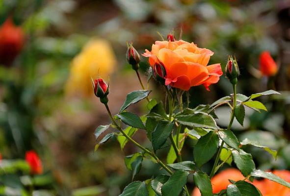 舜耕山麓月季紅