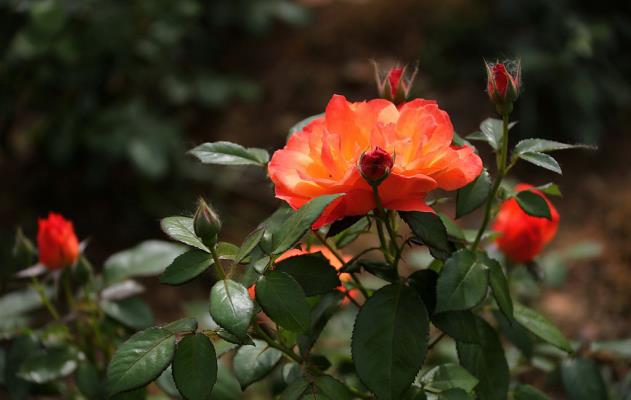 姹紫嫣紅月季花