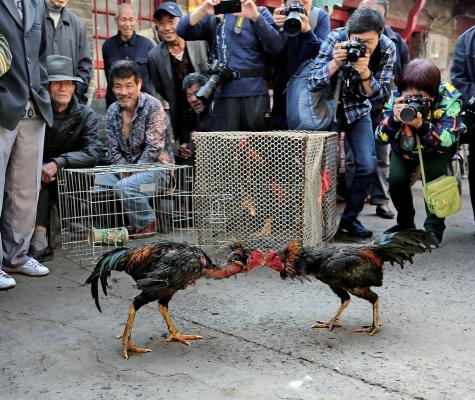 古鎮(zhèn)老街看斗雞