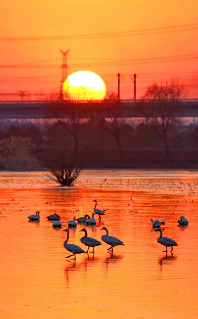淮南城東天鵝湖