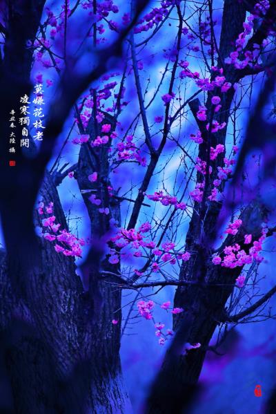 莫嫌花枝老 凌寒獨自開