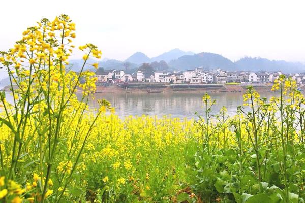 新安江畔映春色