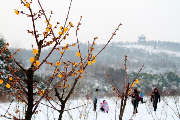 臘梅綻放舜耕山