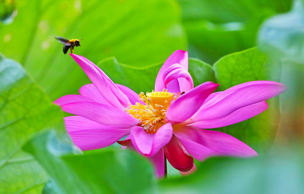 蜂占花魁 A17A1353_調(diào)整大小.JPG