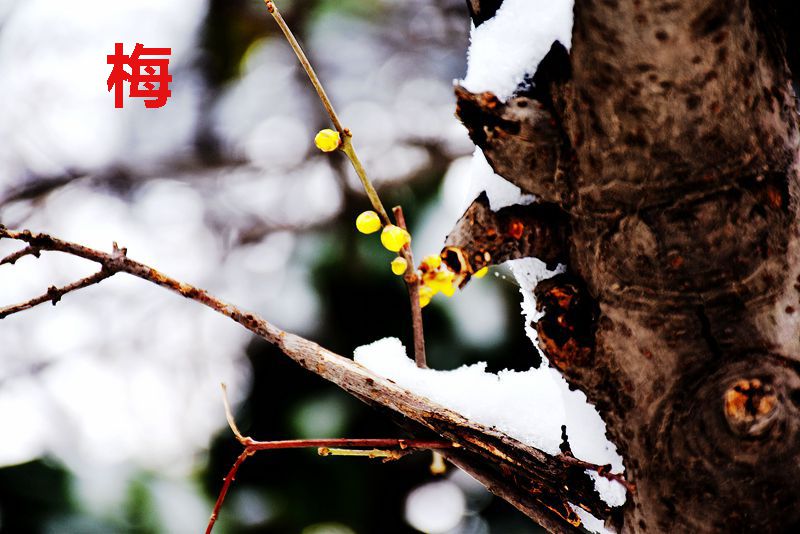 DSC_0526_副本22_副本_副本.jpg DSC_0526_副本22_副本_副本.jpg