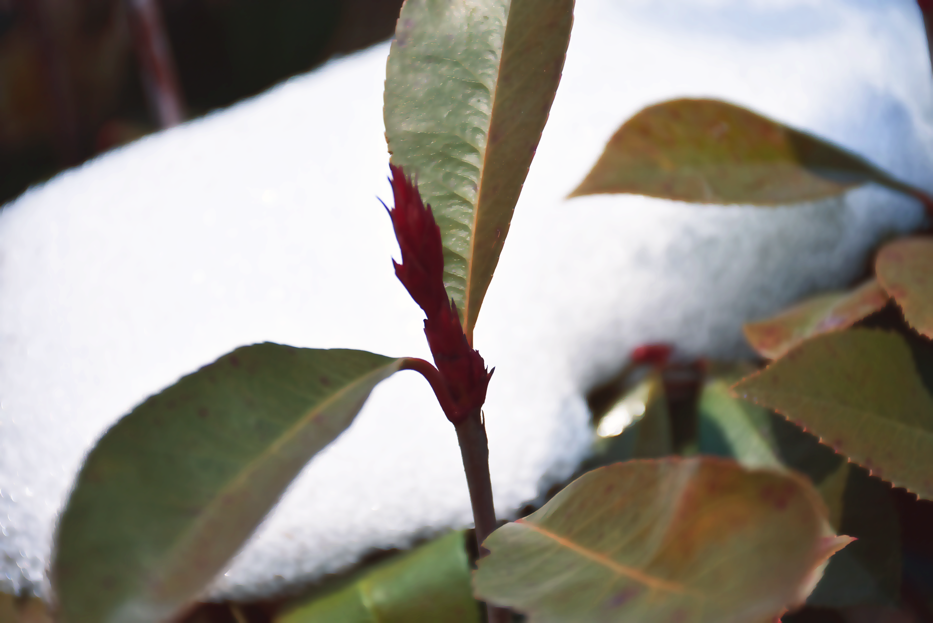 DSC_0019.png DSC_0019.png