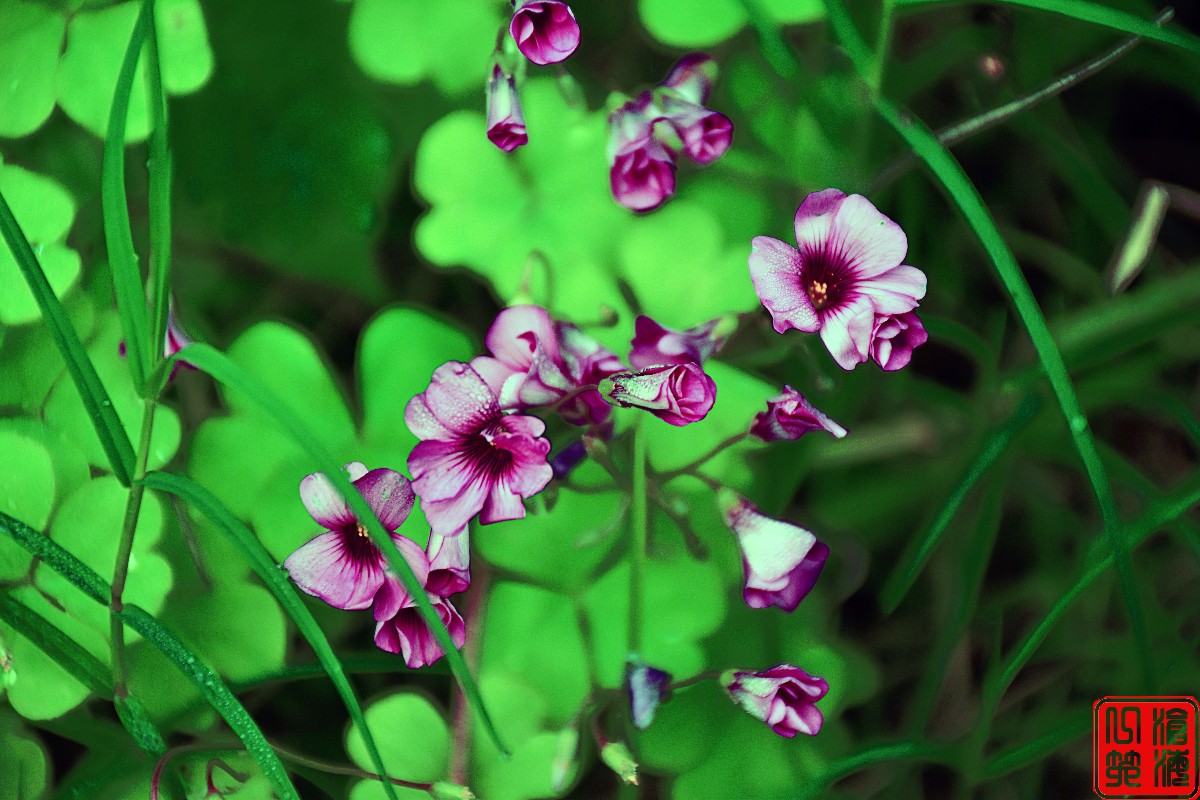 DSC_0256副本.jpg DSC_0256副本.jpg