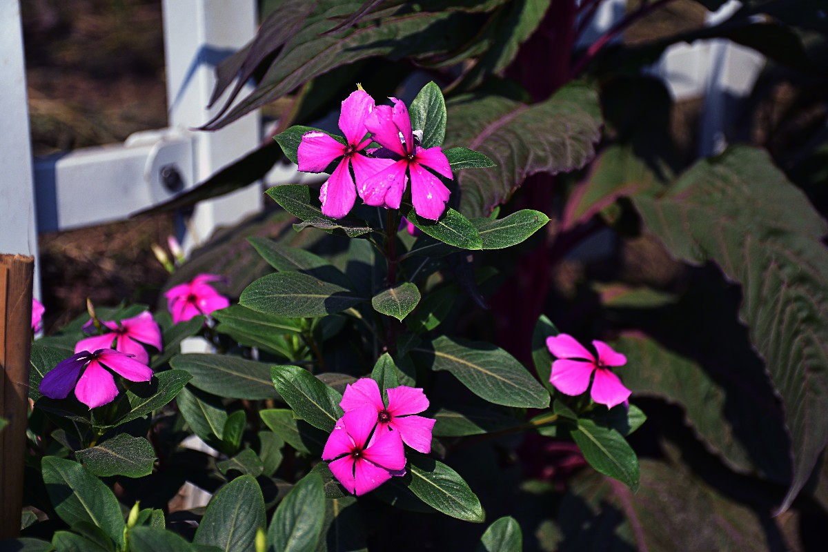 DSC_01061.JPG DSC_01061.JPG