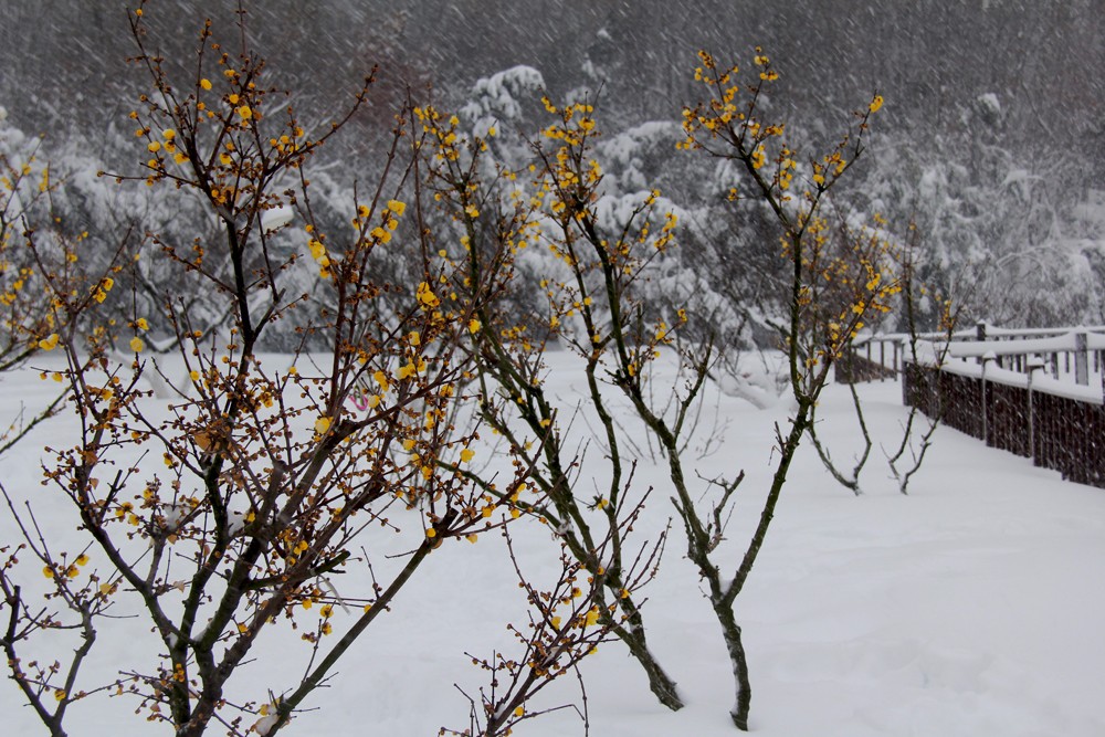 飛雪迎春到     徐金陵攝 13637116482.JPG