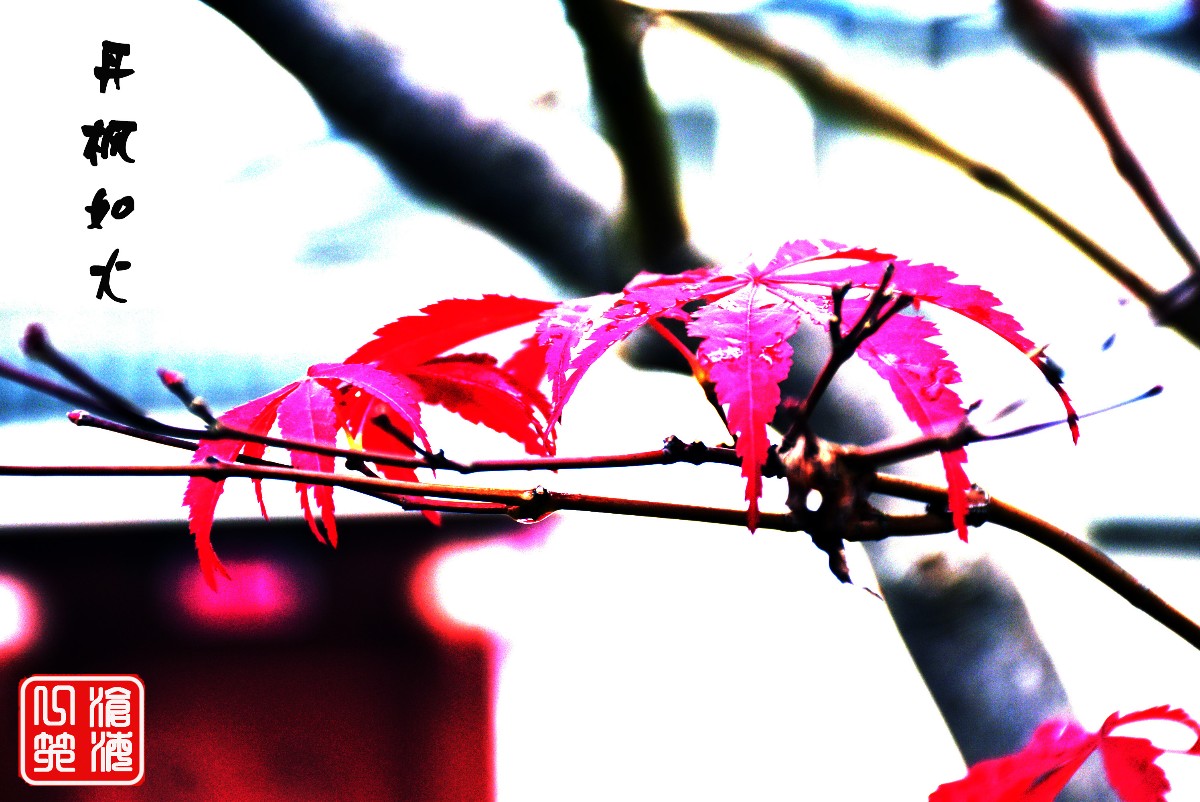 DSC_0430.JPG DSC_0430.JPG