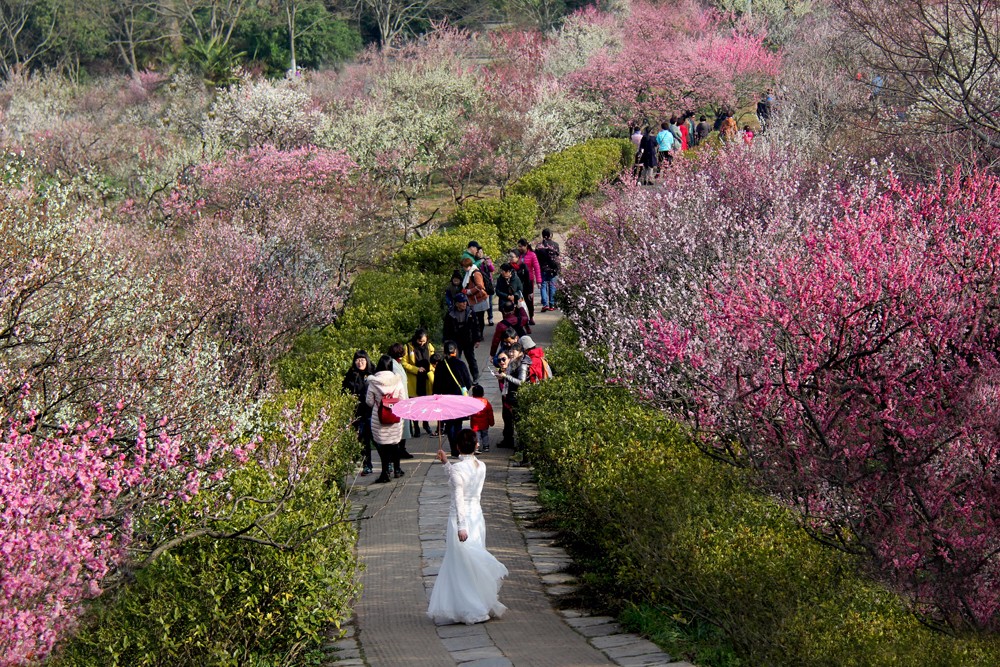 梅園倩影   徐金陵攝    13637116482.JPG