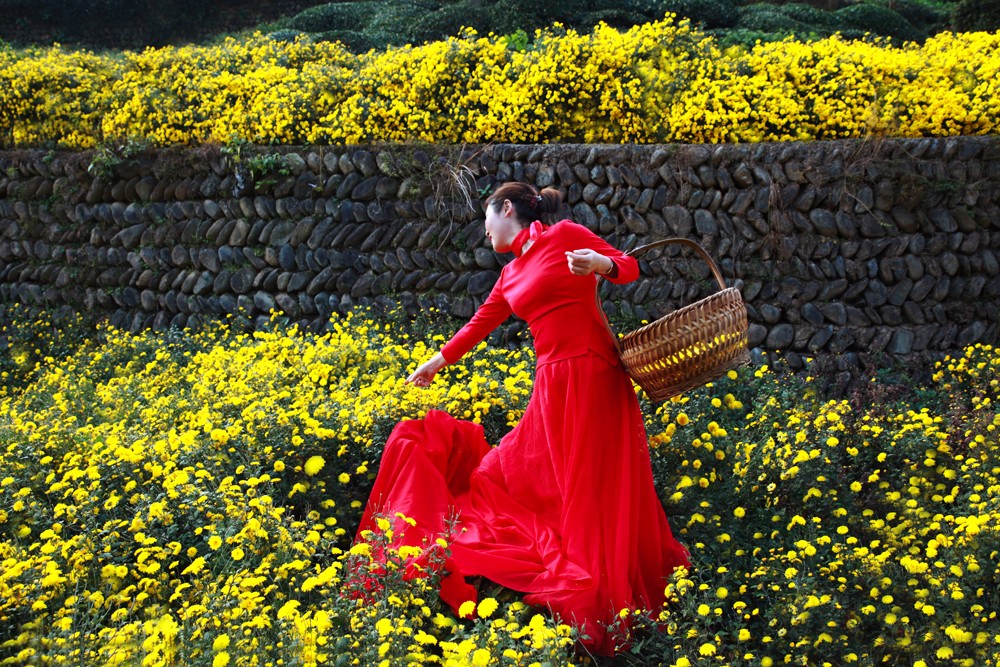 采菊    徐金陵攝    13637116482.JPG