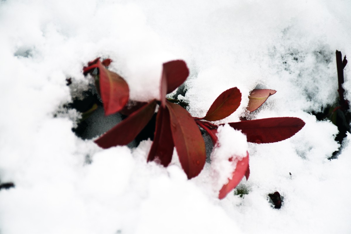 DSC_0475.JPG DSC_0475.JPG