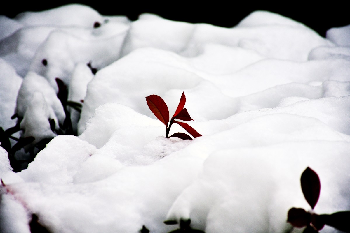 DSC_0388.JPG DSC_0388.JPG