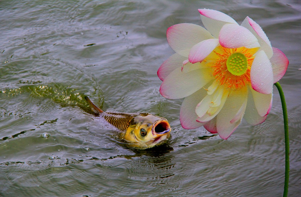 我愛你   徐金陵攝    13637116482.jpg