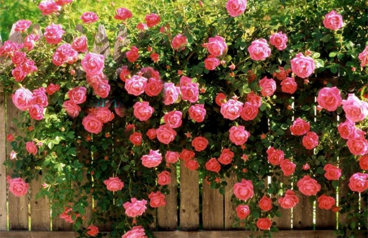 微信圖片_20200520145036.jpg 微信圖片_20200520145036.jpg