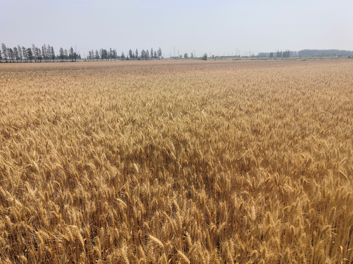 微信圖片_20200525175659.jpg 微信圖片_20200525175659.jpg