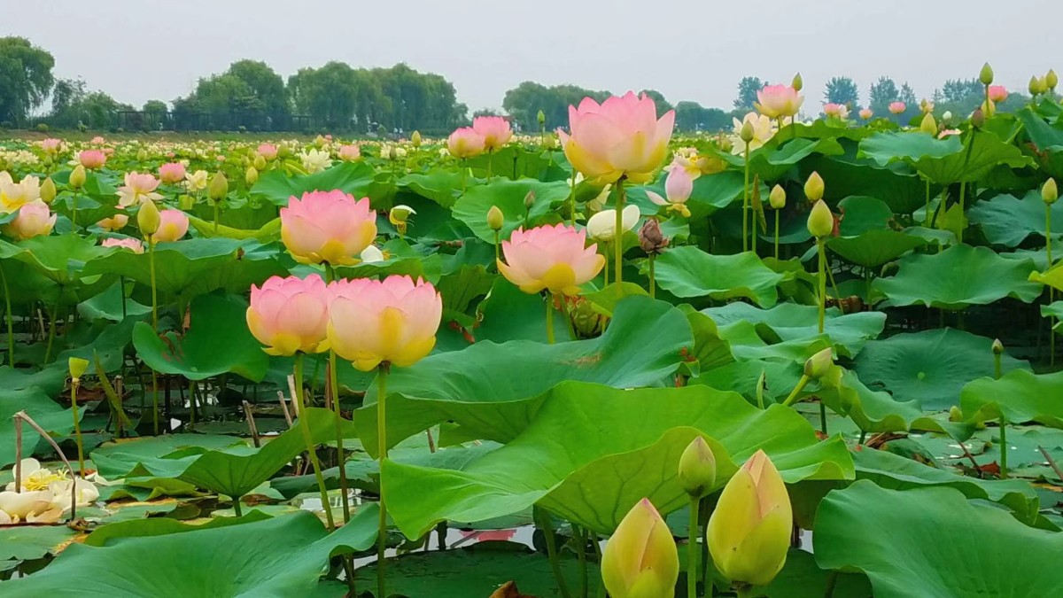 微信圖片_20200522145209.jpg 微信圖片_20200522145209.jpg