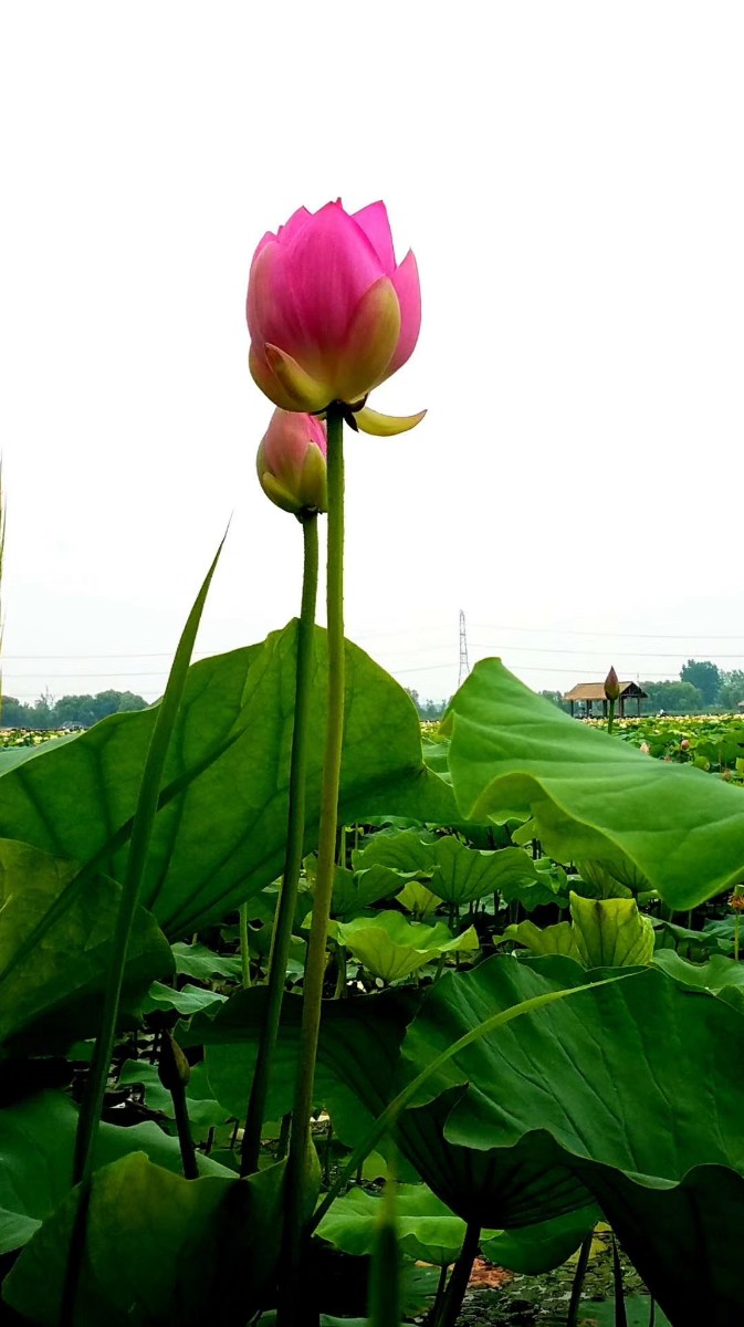 微信圖片_20200522145216.jpg 微信圖片_20200522145216.jpg