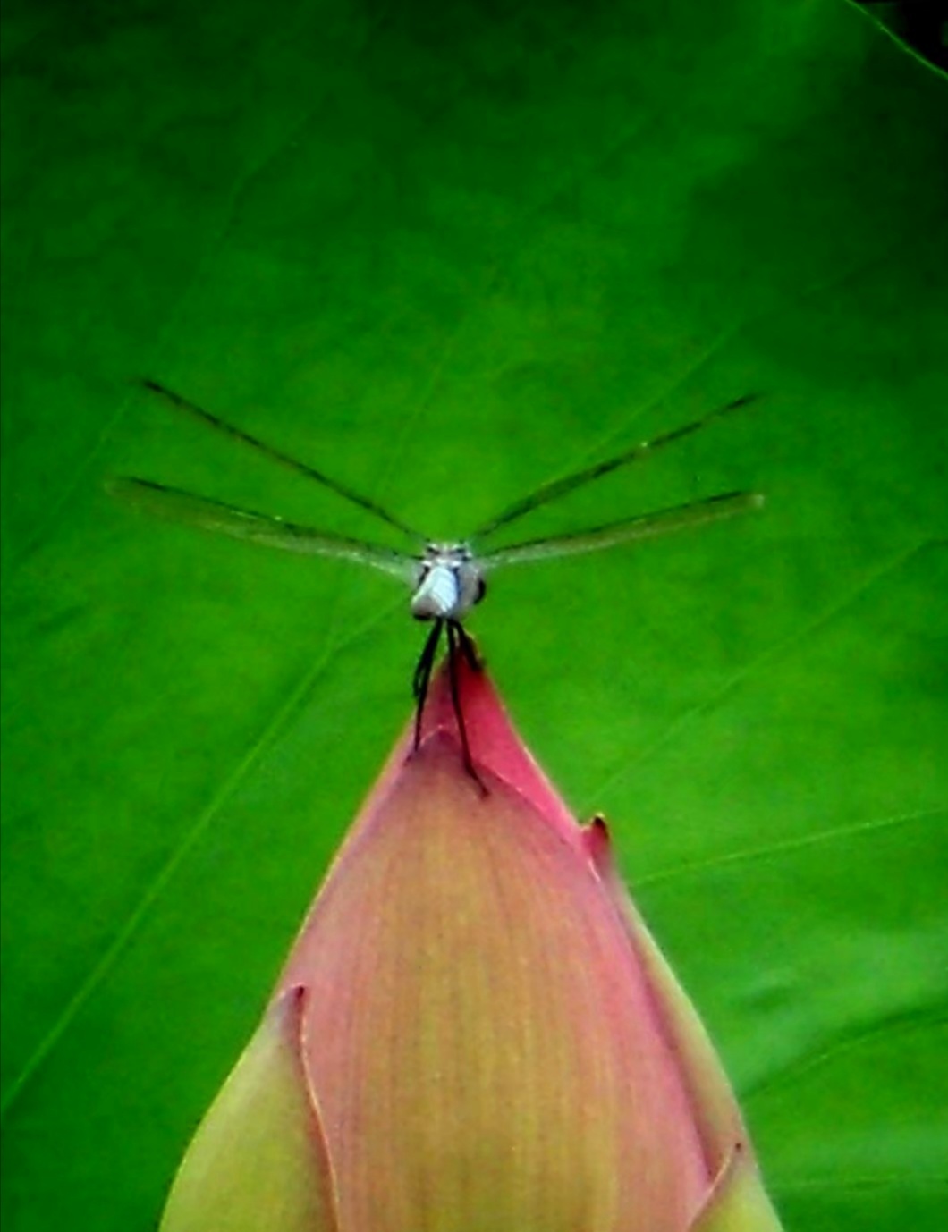 IMG_20200727_203303.jpg IMG_20200727_203303.jpg