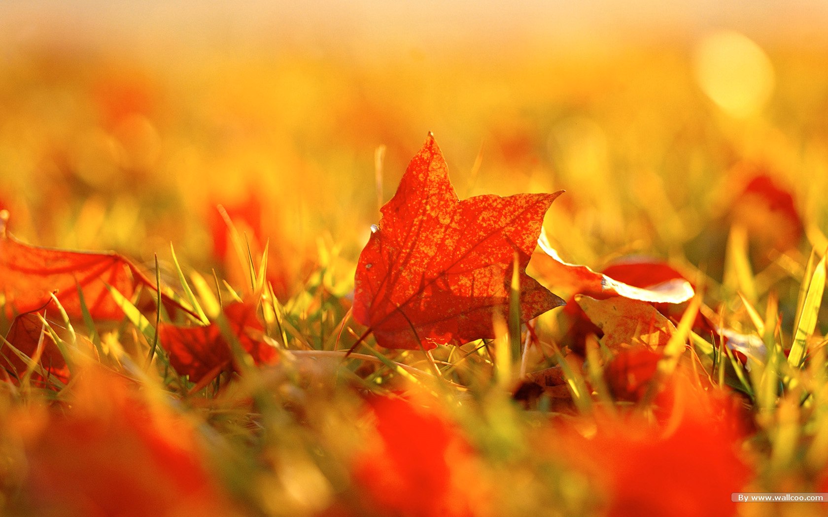 nature_081006_autumn_golden_season_18635_11.jpg